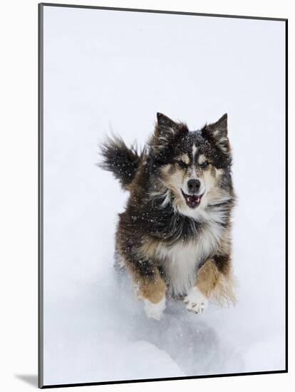 Female Red Tricolor Australian Shepherd Dog Running in Snow, Longmont, Colorado, USA-Carol Walker-Mounted Photographic Print