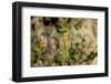 Female Red-Veined Darter Dragonfly (Sympetra Fonscolombii)-Nick Upton-Framed Photographic Print