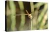 Female Red-Winged Darter Dragonfly (Sympetrum Fonscolombii) Female-Nick Upton-Stretched Canvas