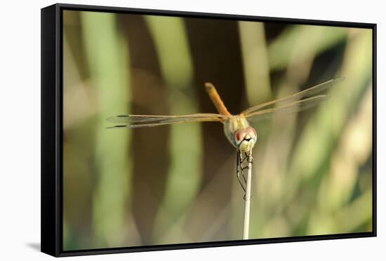 Female Red-Winged Darter Dragonfly (Sympetrum Fonscolombii) Female-Nick Upton-Framed Stretched Canvas