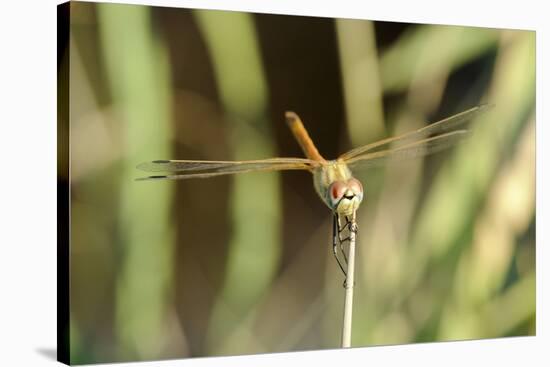 Female Red-Winged Darter Dragonfly (Sympetrum Fonscolombii) Female-Nick Upton-Stretched Canvas