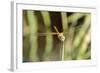 Female Red-Winged Darter Dragonfly (Sympetrum Fonscolombii) Female-Nick Upton-Framed Photographic Print