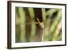 Female Red-Winged Darter Dragonfly (Sympetrum Fonscolombii) Female-Nick Upton-Framed Photographic Print