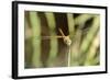 Female Red-Winged Darter Dragonfly (Sympetrum Fonscolombii) Female-Nick Upton-Framed Photographic Print