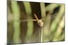 Female Red-Winged Darter Dragonfly (Sympetrum Fonscolombii) Female-Nick Upton-Mounted Photographic Print