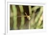 Female Red-Winged Darter Dragonfly (Sympetrum Fonscolombii) Female-Nick Upton-Framed Photographic Print