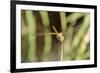 Female Red-Winged Darter Dragonfly (Sympetrum Fonscolombii) Female-Nick Upton-Framed Photographic Print