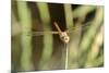 Female Red-Winged Darter Dragonfly (Sympetrum Fonscolombii) Female-Nick Upton-Mounted Photographic Print