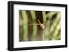 Female Red-Winged Darter Dragonfly (Sympetrum Fonscolombii) Female-Nick Upton-Framed Photographic Print