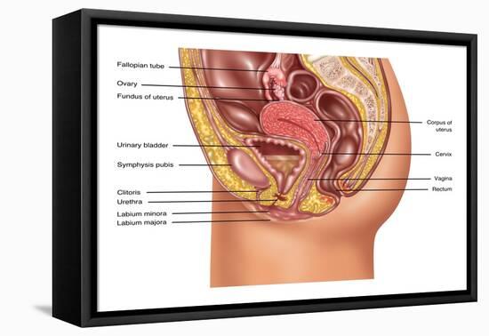 Female Reproductive Anatomy, Illustration-Gwen Shockey-Framed Stretched Canvas