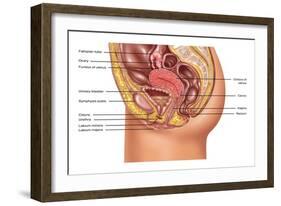 Female Reproductive Anatomy, Illustration-Gwen Shockey-Framed Giclee Print