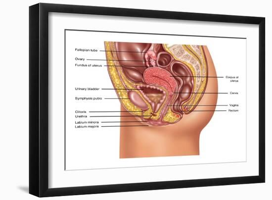 Female Reproductive Anatomy, Illustration-Gwen Shockey-Framed Giclee Print