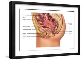 Female Reproductive Anatomy, Illustration-Gwen Shockey-Framed Giclee Print