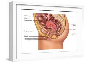 Female Reproductive Anatomy, Illustration-Gwen Shockey-Framed Giclee Print