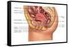 Female Reproductive Anatomy, Illustration-Gwen Shockey-Framed Stretched Canvas