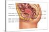 Female Reproductive Anatomy, Illustration-Gwen Shockey-Stretched Canvas