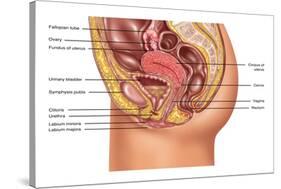 Female Reproductive Anatomy, Illustration-Gwen Shockey-Stretched Canvas