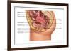 Female Reproductive Anatomy, Illustration-Gwen Shockey-Framed Giclee Print