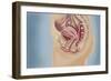 Female Reproductive Anatomy on Blue Background-null-Framed Art Print