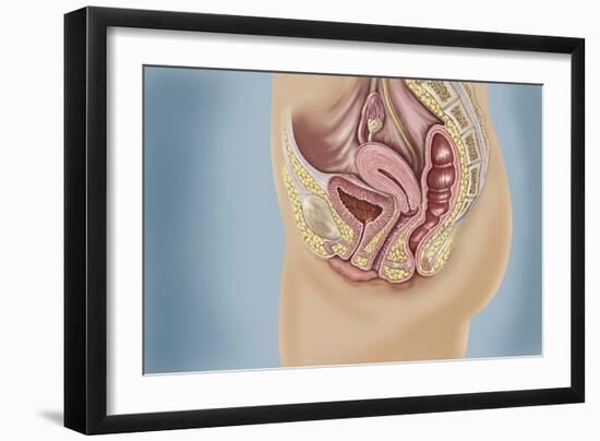 Female Reproductive Anatomy on Blue Background-null-Framed Art Print