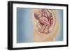 Female Reproductive Anatomy on Blue Background-null-Framed Premium Giclee Print