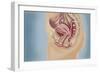 Female Reproductive Anatomy on Blue Background-null-Framed Premium Giclee Print