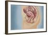 Female Reproductive Anatomy on Blue Background-null-Framed Art Print