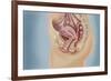 Female Reproductive Anatomy on Blue Background-null-Framed Art Print