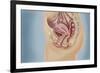 Female Reproductive Anatomy on Blue Background-null-Framed Art Print