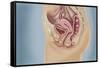 Female Reproductive Anatomy on Blue Background-null-Framed Stretched Canvas