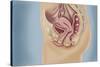 Female Reproductive Anatomy on Blue Background-null-Stretched Canvas