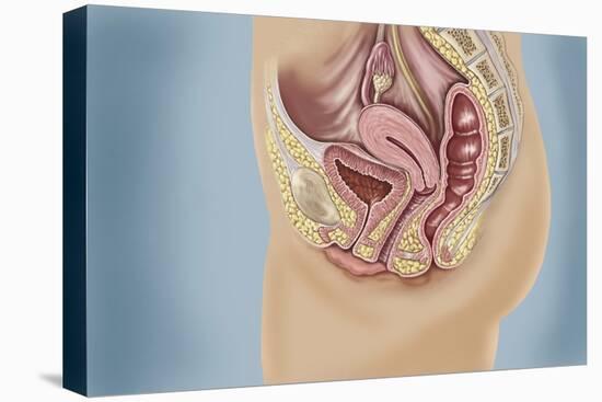Female Reproductive Anatomy on Blue Background-null-Stretched Canvas