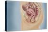 Female Reproductive Anatomy on Blue Background-null-Stretched Canvas