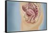 Female Reproductive Anatomy on Blue Background-null-Framed Stretched Canvas