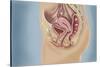 Female Reproductive Anatomy on Blue Background-null-Stretched Canvas