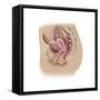 Female Reproductive Anatomy on White Background-null-Framed Stretched Canvas