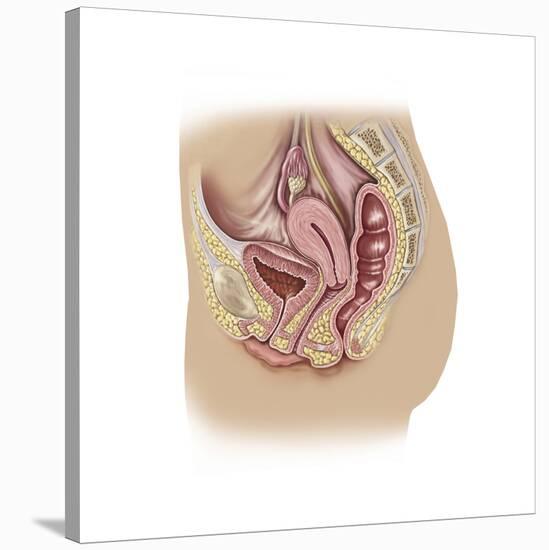 Female Reproductive Anatomy on White Background-null-Stretched Canvas