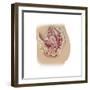 Female Reproductive Anatomy on White Background-null-Framed Premium Giclee Print