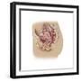 Female Reproductive Anatomy on White Background-null-Framed Premium Giclee Print