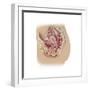 Female Reproductive Anatomy on White Background-null-Framed Premium Giclee Print