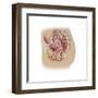Female Reproductive Anatomy on White Background-null-Framed Art Print