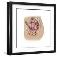 Female Reproductive Anatomy on White Background-null-Framed Art Print