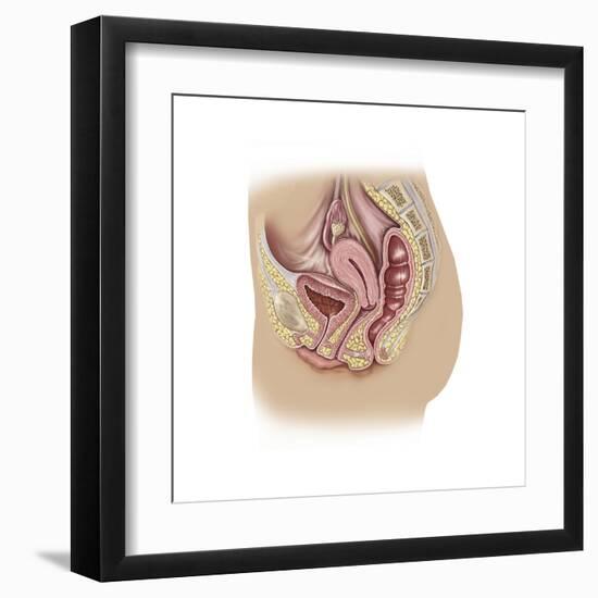 Female Reproductive Anatomy on White Background-null-Framed Art Print