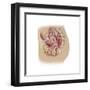 Female Reproductive Anatomy on White Background-null-Framed Art Print