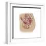 Female Reproductive Anatomy on White Background-null-Framed Art Print