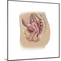 Female Reproductive Anatomy on White Background-null-Mounted Art Print