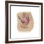 Female Reproductive Anatomy on White Background-null-Framed Art Print