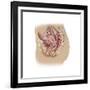 Female Reproductive Anatomy on White Background-null-Framed Art Print