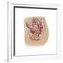 Female Reproductive Anatomy on White Background-null-Framed Art Print