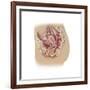 Female Reproductive Anatomy on White Background-null-Framed Art Print